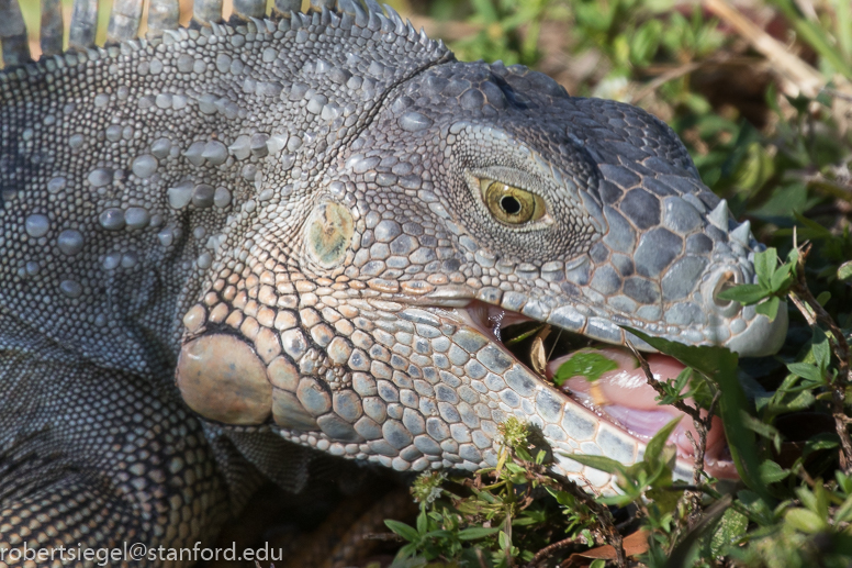 iguana 